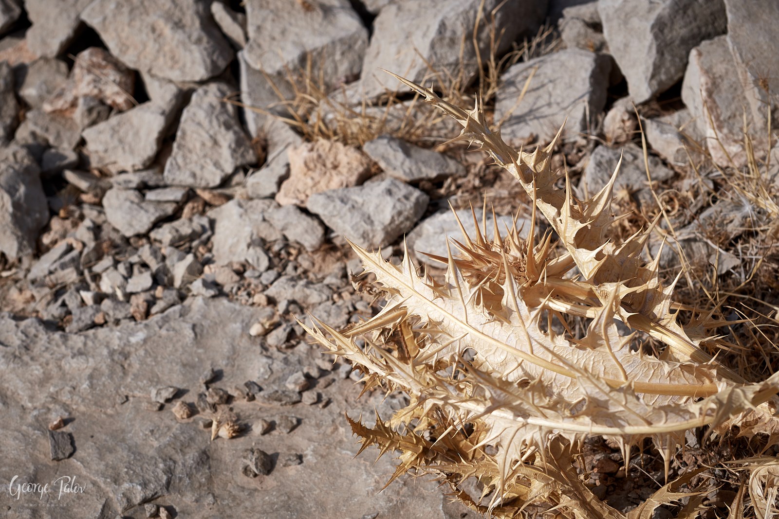 2017 10 08 PAL8280